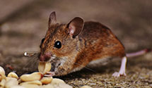 24 Hour & Emergency Exterminators in Orem, UT